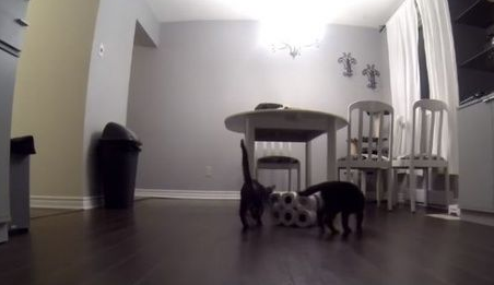 猫奴不在家把卫生纸放桌上，下场就是...