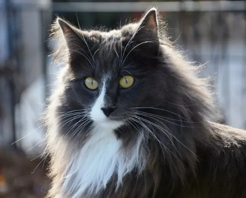 挪威森林猫性格好吗