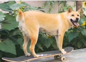 田园犬为争口气懂得溜滑板,一路摇尾狂嘚瑟:别跟我提智力这两个字 田园犬为争口气懂得溜滑板,一路摇尾狂嘚瑟:别跟我提智力这两个字