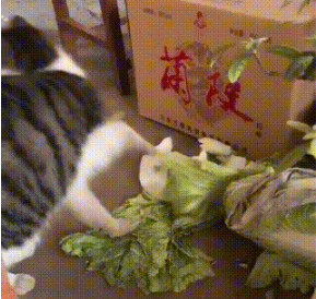 田园猫酷爱大白菜，胜过小鱼干，为吃一口菜叶甘愿做“小偷”