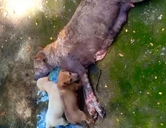 狗妈妈生命垂危,仍坚持喂奶,向救助者哀求:帮我照顾好孩子 狗妈妈生命垂危,仍坚持喂奶,向救助者哀求:帮我照顾好孩子