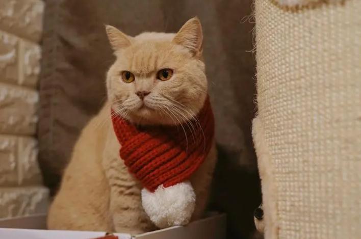 猫腹部皮肤颜色变紫是为什么 猫腹部皮肤颜色变紫是为什么