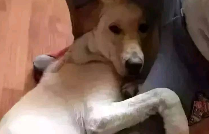 你知道你的狗子为了出去玩 有多拼吗? 你知道你的狗子为了出去玩 有多拼吗?