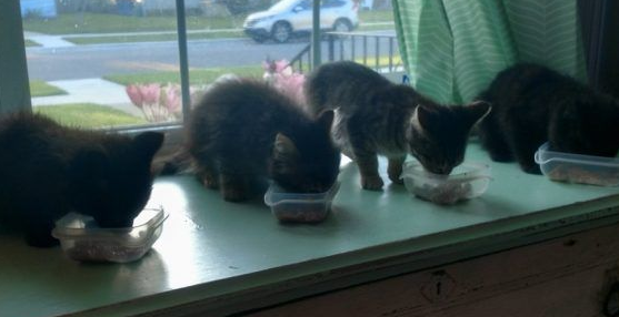 好心夫妻照顾中途猫咪 却被四猫团结一致攻陷 好心夫妻照顾中途猫咪 却被四猫团结一致攻陷