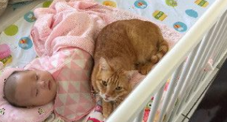 猫主子们陪伴小主人睡觉 网友直呼画面好疗愈! 猫主子们陪伴小主人睡觉 网友直呼画面好疗愈!