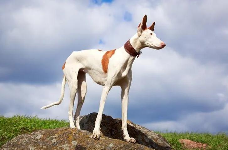 依比沙猎犬多少钱