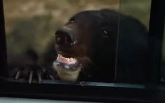 动物园黑熊讨过路费 游客大胆开窗给苹果
