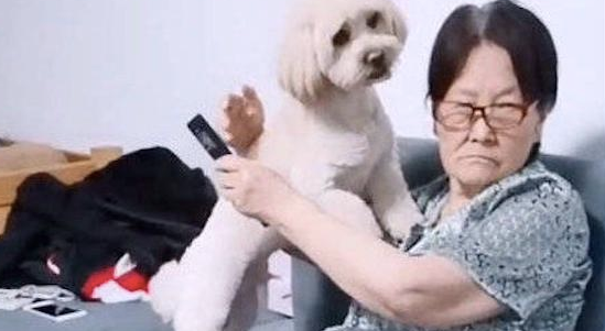 孩子用手指了小狗狗,没想到它还向妈妈控诉,这就是说狗仗人势吗? 孩子用手指了小狗狗,没想到它还向妈妈控诉,这就是说狗仗人势吗?