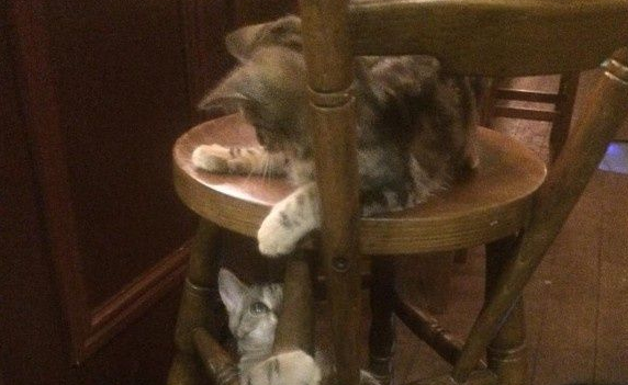 英国酒吧店里超多猫 酒客们大呼:太疗愈啦 英国酒吧店里超多猫 酒客们大呼:太疗愈啦