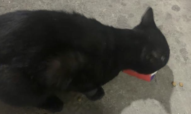 什么叫格局?“我家猫自己开门爬十几层楼,邀请楼下小猫回家干饭!” 什么叫格局?“我家猫自己开门爬十几层楼,邀请楼下小猫回家干饭!”