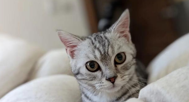 半夜点美食，馋嘴猫紧盯着盘子，盯到睡着，网赞好有自制力