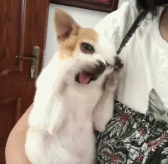 狗狗被主人家亲了一口后现场怔住，随后居然低头羞涩，真是俘获了