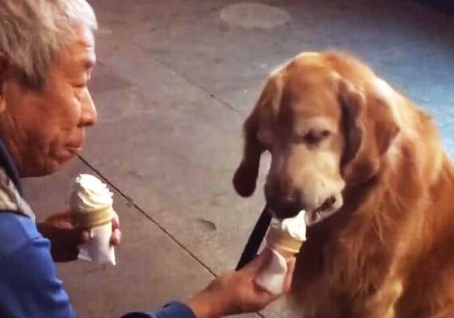 老人和狗狗吃冰淇淋，画面让众人觉得非常温馨，而我却觉得很心酸