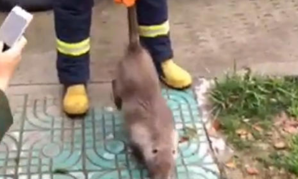男子抓到不知名的巨鼠 竟然比猫咪还大
