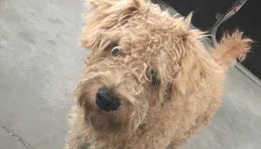 流浪狗孤零零彷徨在大街上,一上去就被朋友赶跑,女生猛然一脸心痛 流浪狗孤零零彷徨在大街上,一上去就被朋友赶跑,女生猛然一脸心痛