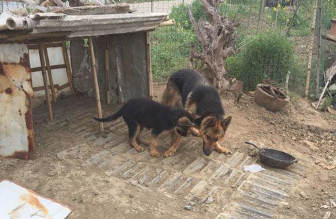 住在这类地区缺乏安全感，自打养德牧以后就安心多了