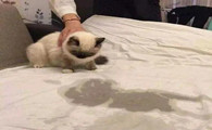猫为什么到处乱尿