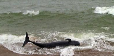 英国男童海滩遇搁浅小鲸鱼 帮助鲸鱼重返大海