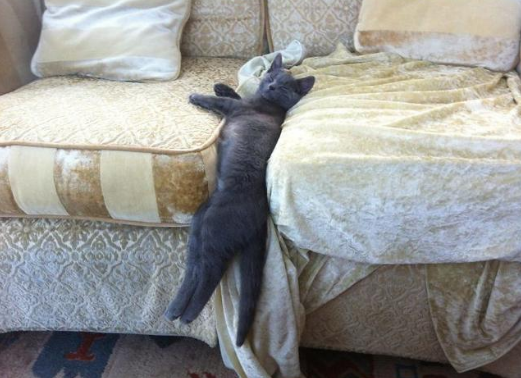 笑死人不偿命的猫:霸占兔子的窝我忍了,但为什么要睡在蛋蛋上? 笑死人不偿命的猫:霸占兔子的窝我忍了,但为什么要睡在蛋蛋上?