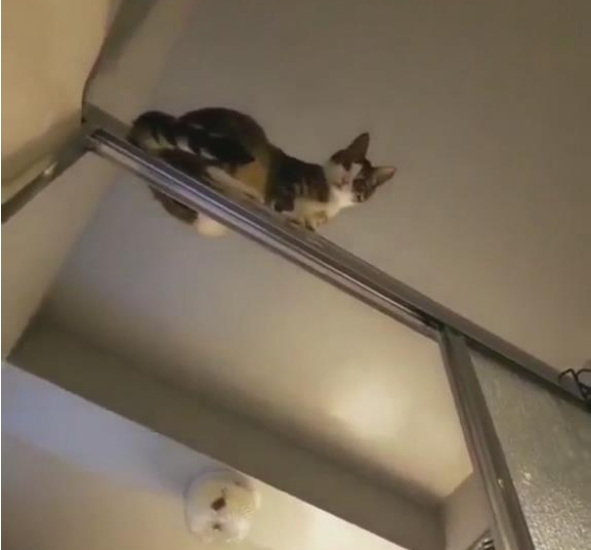 主人洗澡时感觉有人偷看,抬头一看,瞬间笑喷!猫:我是在保护你 主人洗澡时感觉有人偷看,抬头一看,瞬间笑喷!猫:我是在保护你