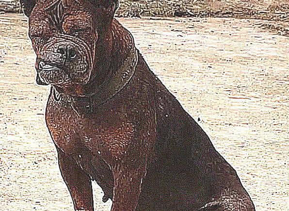 巨型犬跟土狗打架斗殴，认为平稳，結果脸都挨打歪掉了，真戳心