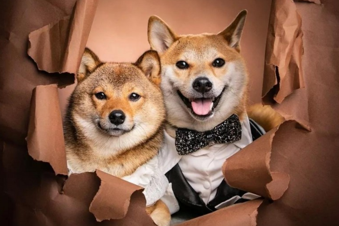 这对柴犬情侣照片大全甜到爆,创作背景羡煞一众单身汪