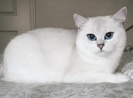 英国短毛猫因它清澈的大眼睛和萌萌哒神态成为网红 英国短毛猫因它清澈的大眼睛和萌萌哒神态成为网红