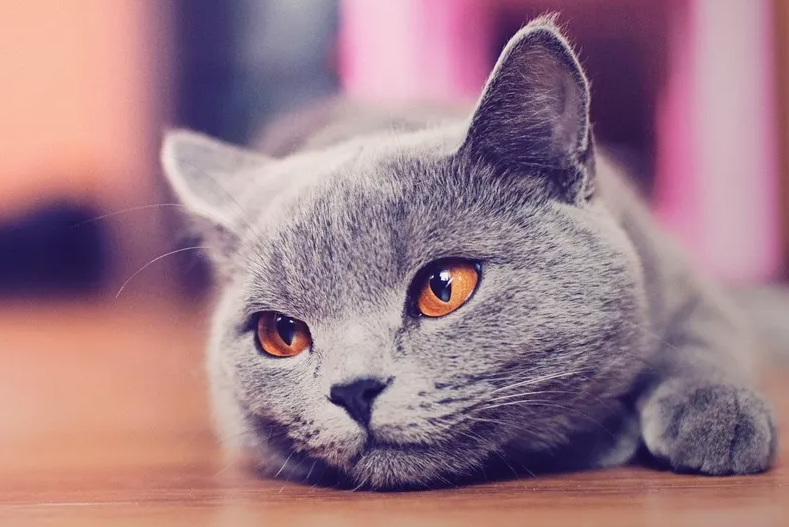 猫咪感冒怎么办？这些方法要牢记！