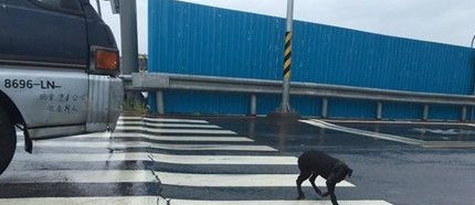 一只黑狗淋雨坐在十字路口久久不走 只为等待主人 一只黑狗淋雨坐在十字路口久久不走 只为等待主人