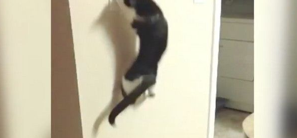 一秒操控白天黑夜 猫咪化身跳跳虎半夜玩开关