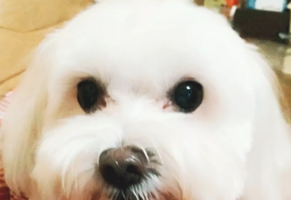 爱犬过世大半年，本认为已不伤心的她，见到这一刻一瞬间泪崩……