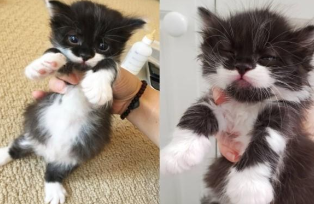 小猫除了吃不爱动，跟一只多动症小猫住一起，一开始简直恶梦！
