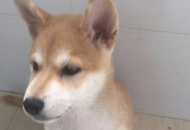 养了狗狗，却不愿去玩，铲屎官该该怎么办？