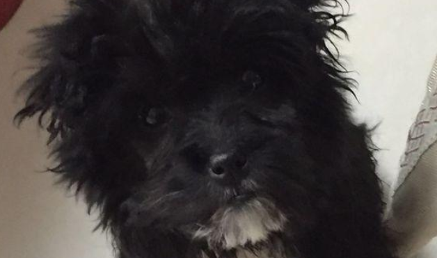小黑狗在饭店门口乱晃,女生见到想收留,老总一听乐坏了 小黑狗在饭店门口乱晃,女生见到想收留,老总一听乐坏了