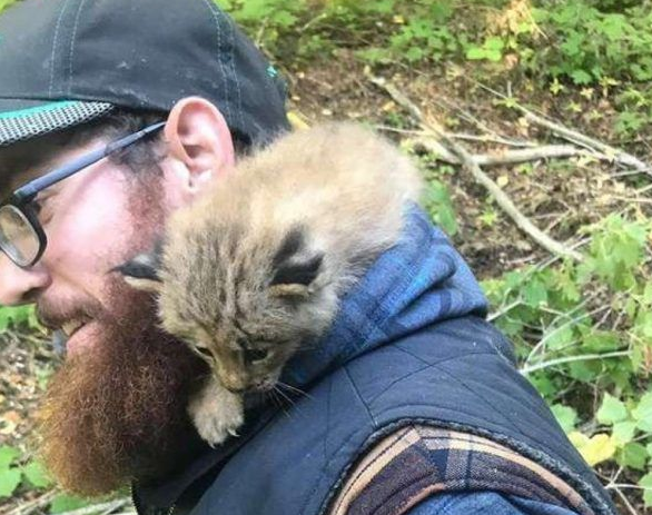 马修偶遇小猫竟是被丢弃的猞猁 举手之劳救猞猁命 马修偶遇小猫竟是被丢弃的猞猁 举手之劳救猞猁命