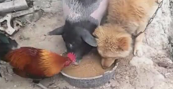 狗狗跟猪恩爱了，一起进餐驱逐鸡，见到这一幕令人不淡定从容