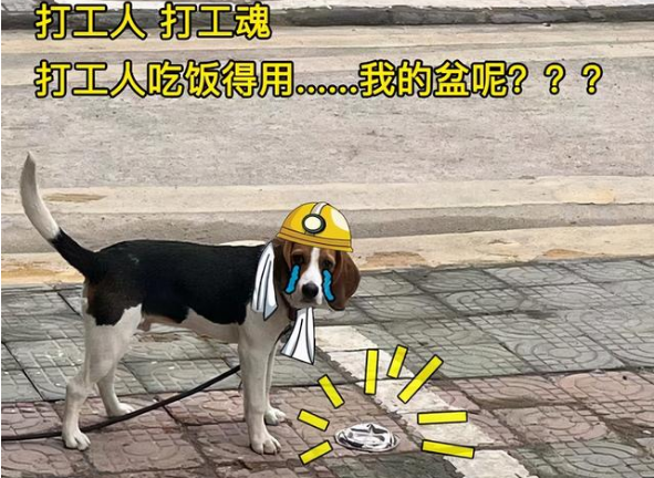 饭盆被主人压扁，狗狗都要委屈哭了：你看你干的好事！
