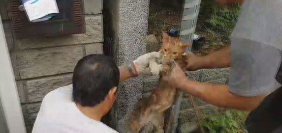 小猫翘家卡石缝内 屋主超佛心同意拆墙救猫