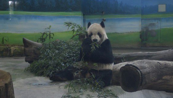 这个怪东西能吃? 试10天熊猫才愿吃水煮蛋 这个怪东西能吃? 试10天熊猫才愿吃水煮蛋