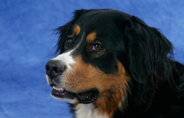 圣伯纳犬和伯恩山犬的区别 圣伯纳犬和伯恩山犬的区别