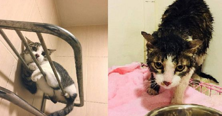 用爱卸下防心！浪猫历经10个多月才给摸抱