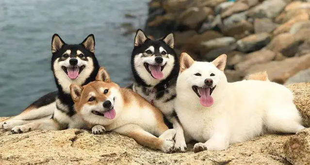 养柴犬的十大好处 养柴犬的十大好处