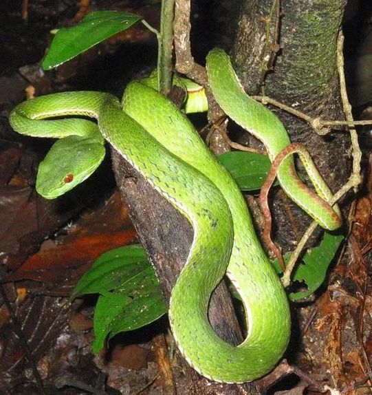 我再多给大家科普一下宠物蛇的知识吧如果我们被咬伤后,这个赤尾