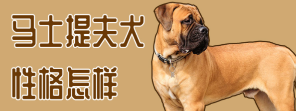 马士提夫犬性格如何？适合家养当宠物吗？