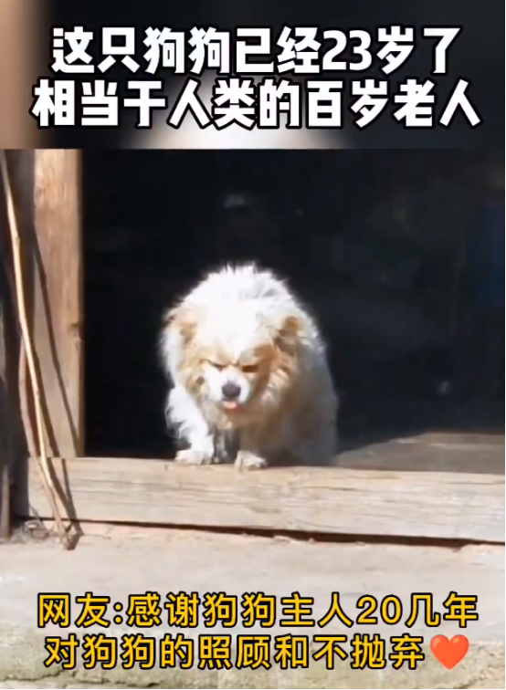 太感人了!23岁高龄狗狗,步履蹒跚的迎接主人 太感人了!23岁高龄狗狗,步履蹒跚的迎接主人