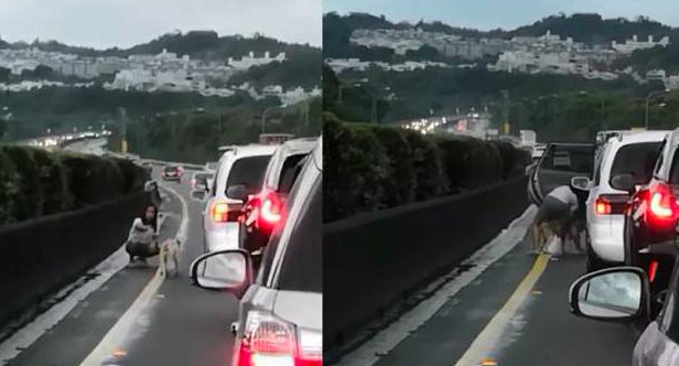 热心人髙速道上泊车救狗,驾驶员们自发性泊车等候,沒有自己警笛!