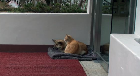 猫狗间的跨界友谊!狗狗被遗弃后,流浪猫陪它等主人回来 猫狗间的跨界友谊!狗狗被遗弃后,流浪猫陪它等主人回来