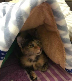 奴才还不快护驾! 钻棉被自嗨被3猫盖布袋群殴