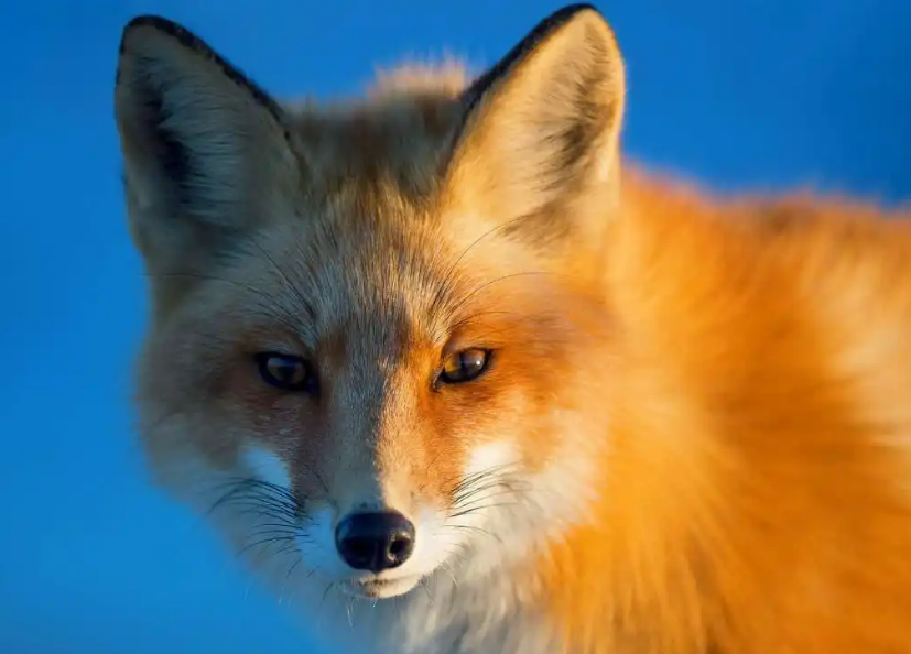 神鬼传说为何热衷于狐仙?原来是因为赤狐·002的这些特性