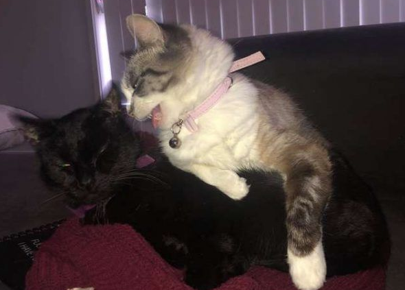 猫咪去世遗物制成纪念卡 好朋友对着猫毛又黏又蹭